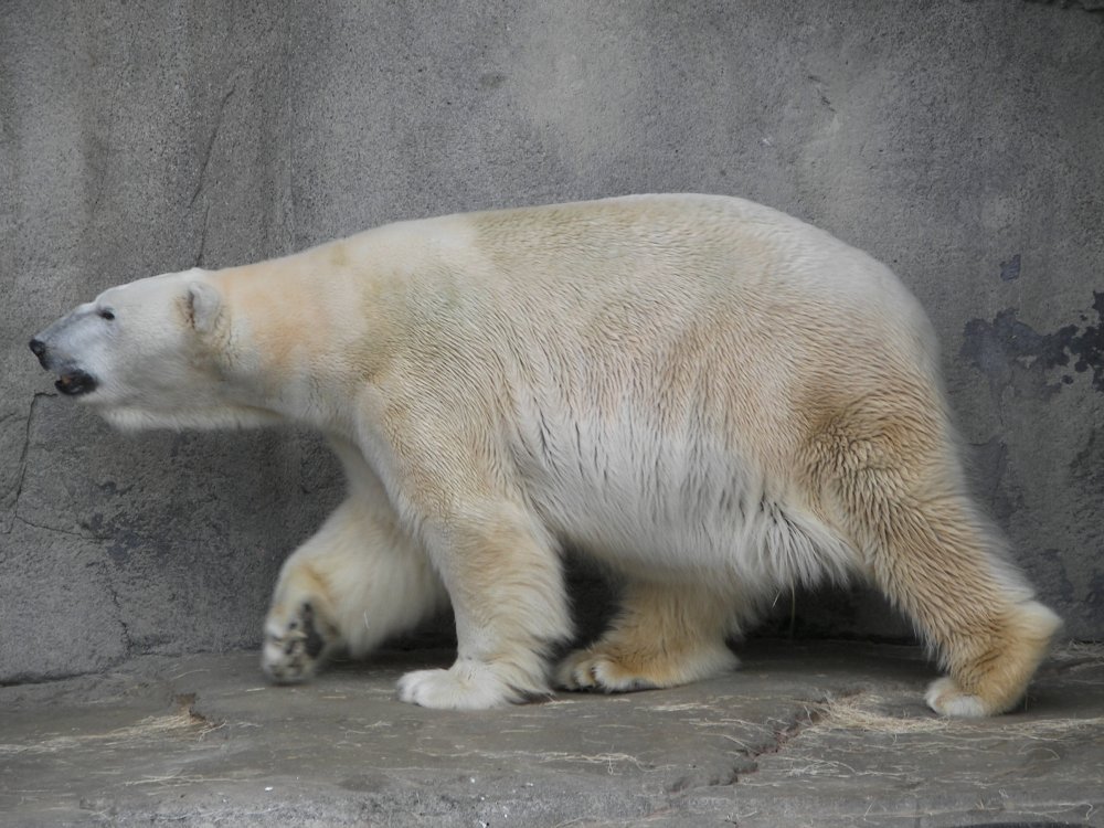 Polar Bear