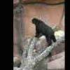 Speckled Bear