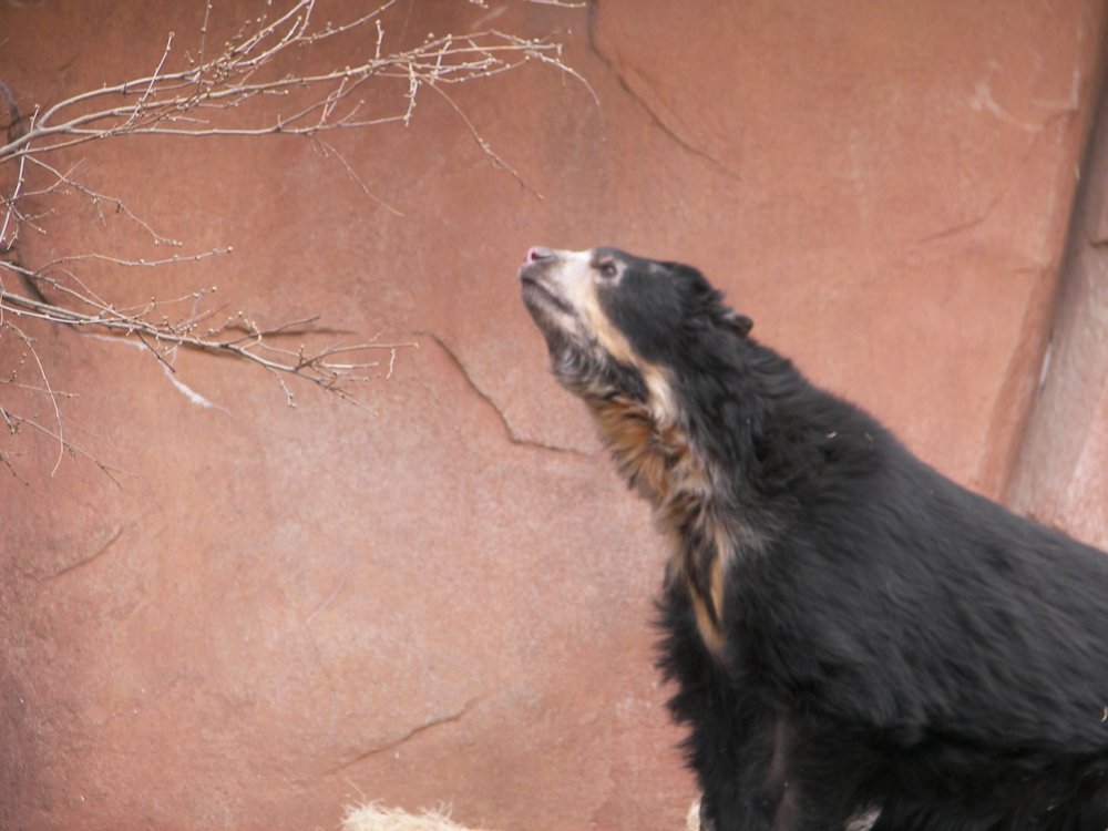 Speckled Bear