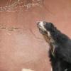 Speckled Bear