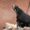 Speckled Bear