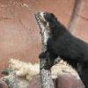 Speckled Bear
