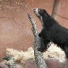 Speckled Bear