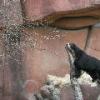 Speckled Bear