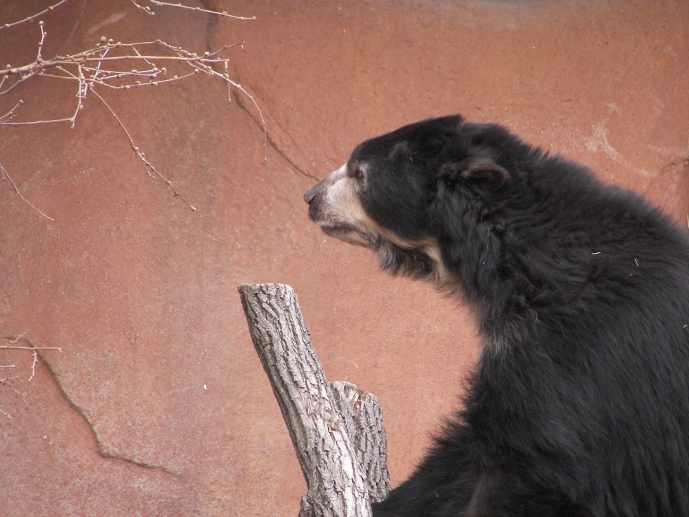 Speckled Bear