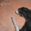 Speckled Bear