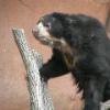 Speckled Bear
