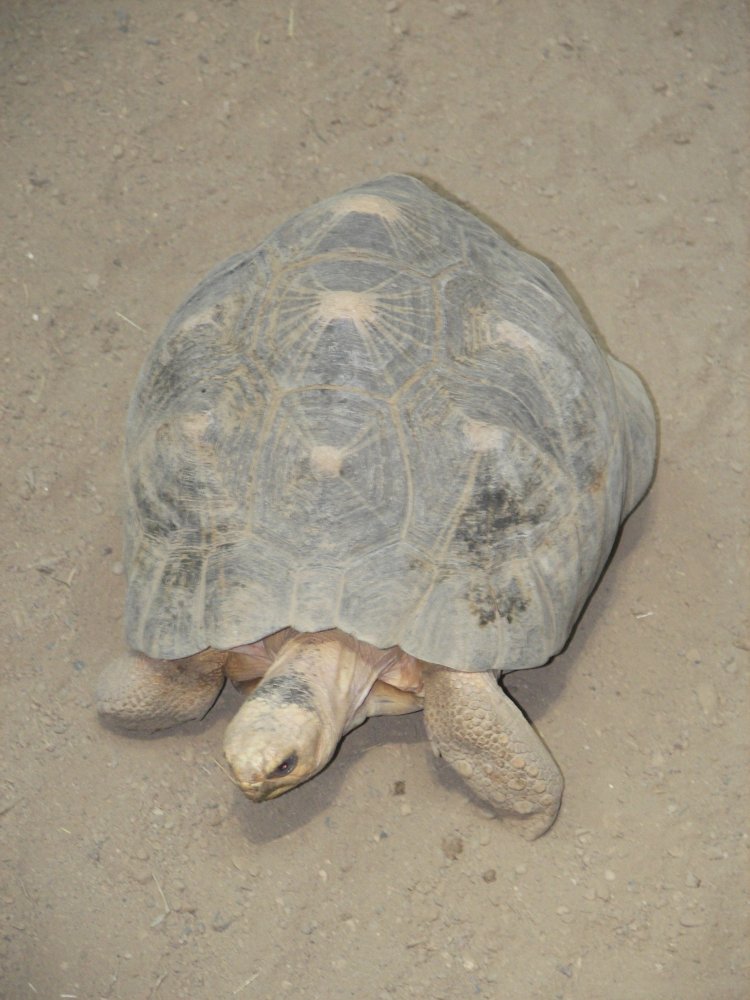 Radiated Tortoise