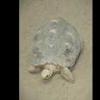 Radiated Tortoise