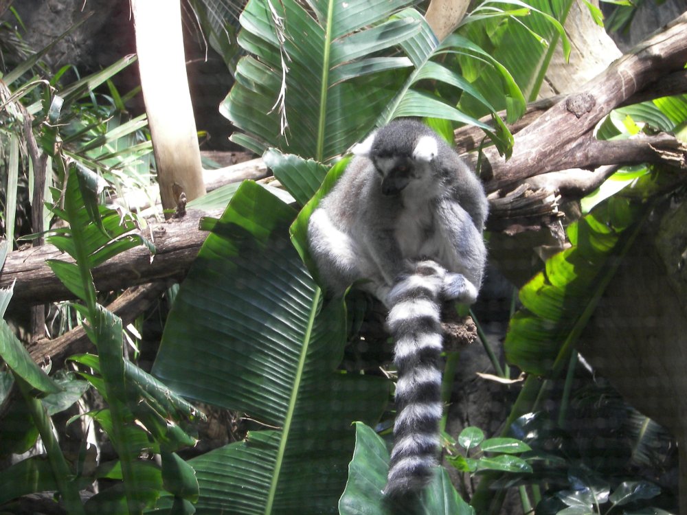 Ring Tailed Lemur