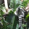 Ring Tailed Lemur