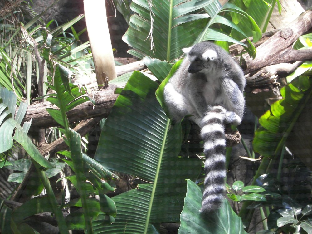 Ring Tailed Lemur