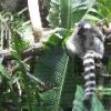 Ring Tailed Lemur