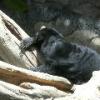 Sun Bear