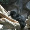 Sun Bear