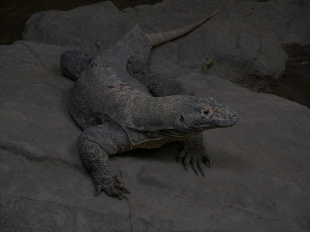 Komodo Dragon