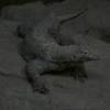 Komodo Dragon