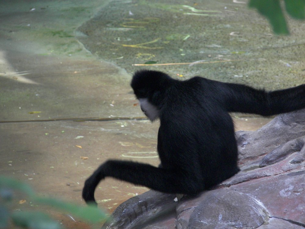 White Cheeked Gibbon