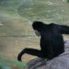 White Cheeked Gibbon