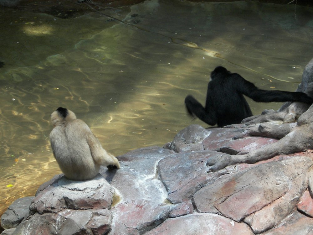 White Cheeked Gibbon