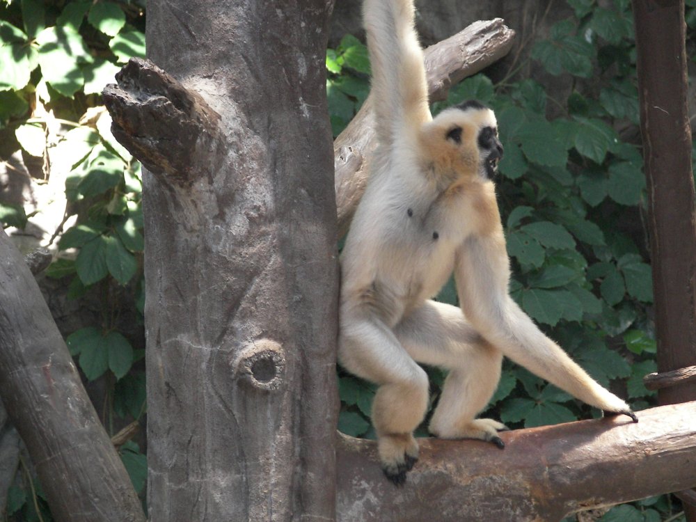 White Cheeked Gibbon