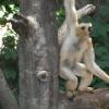 White Cheeked Gibbon