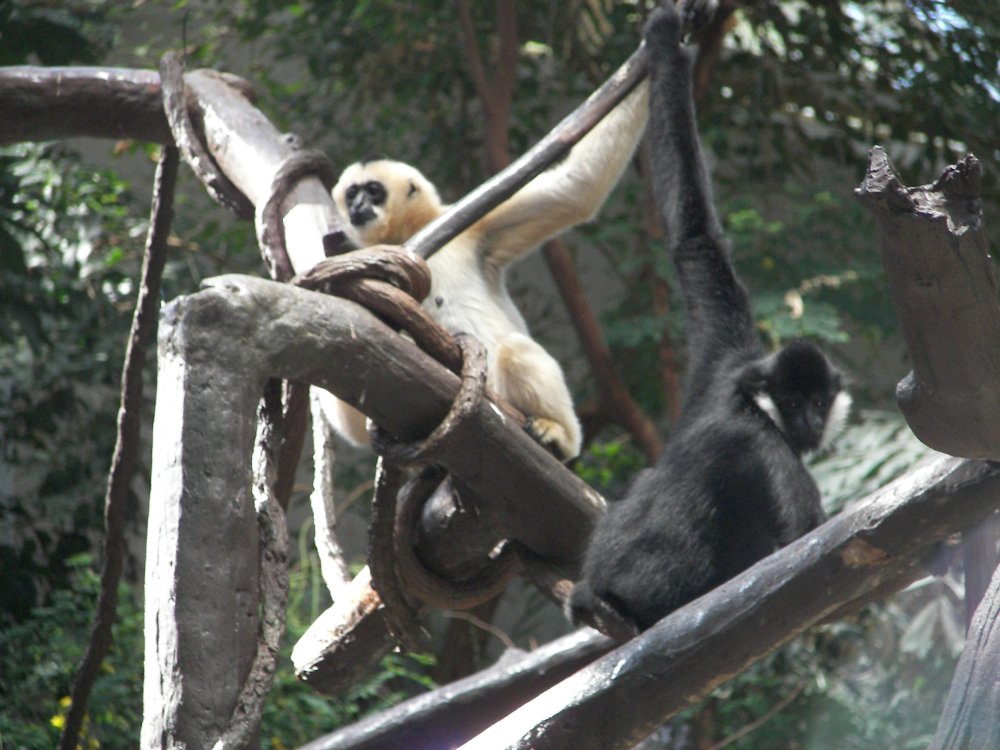 White Cheeked Gibbon