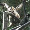White Cheeked Gibbon