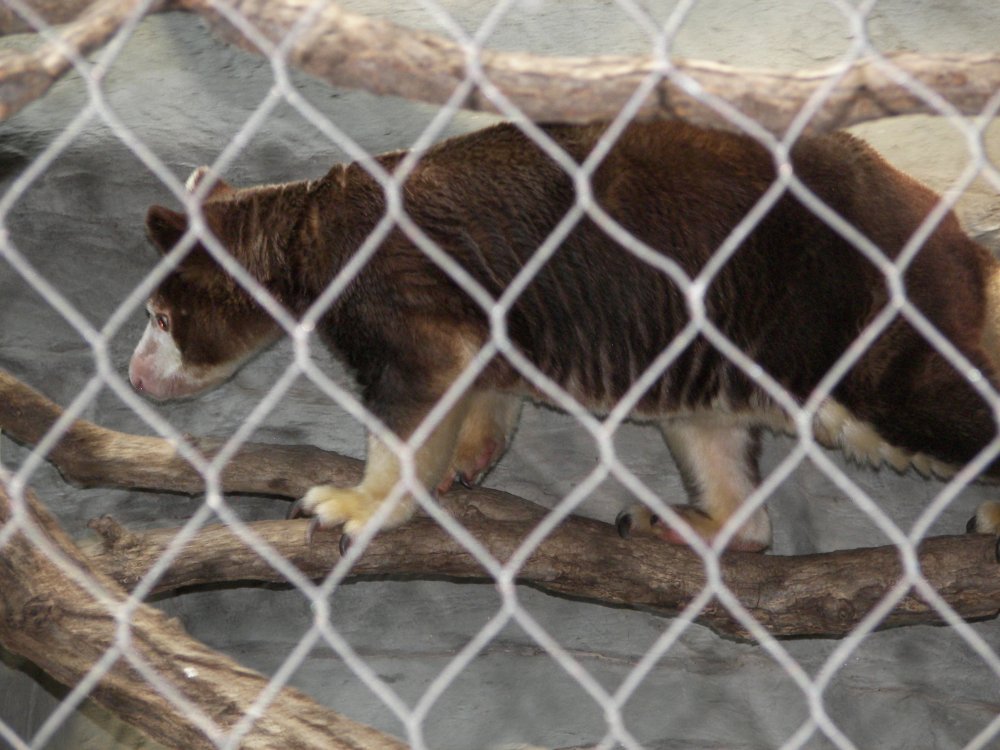 Matschie's Tree Kangaroo