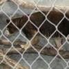 Matschie's Tree Kangaroo