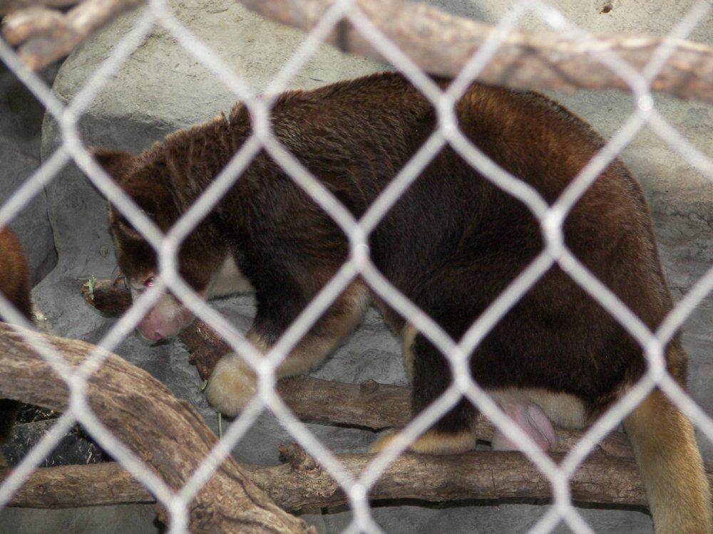 Matschie's Tree Kangaroo