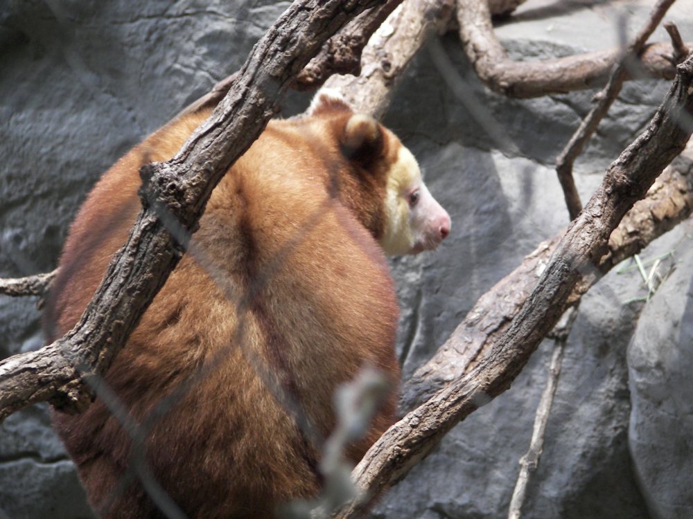 Matschie's Tree Kangaroo