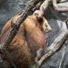 Matschie's Tree Kangaroo