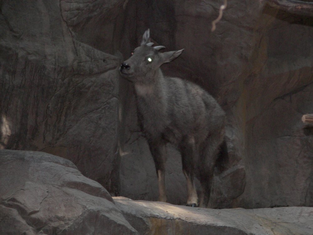 Long-Tailed Goral