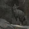 Long-Tailed Goral