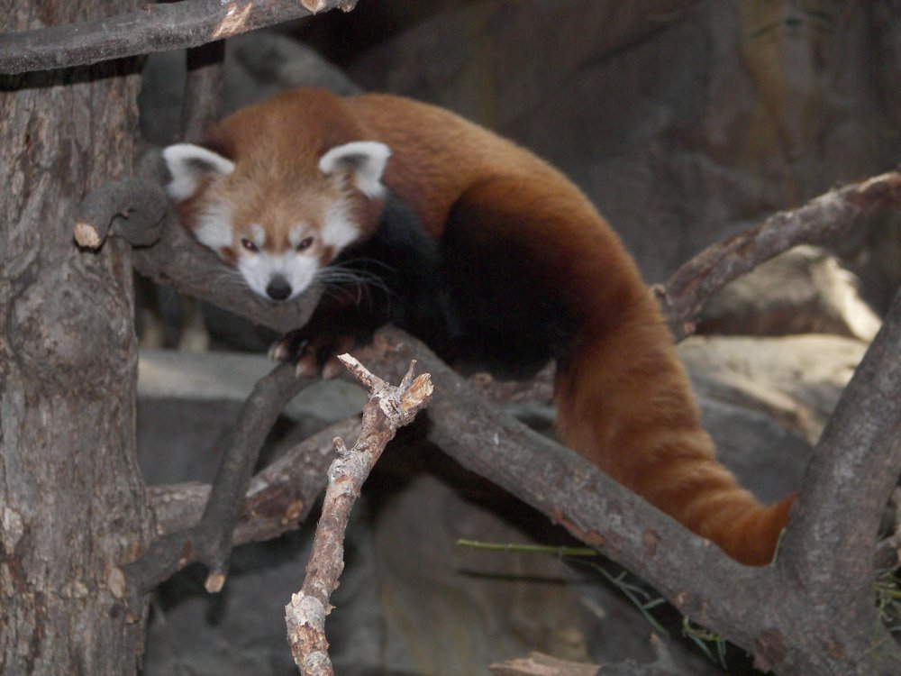 Red Panda