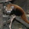 Red Panda