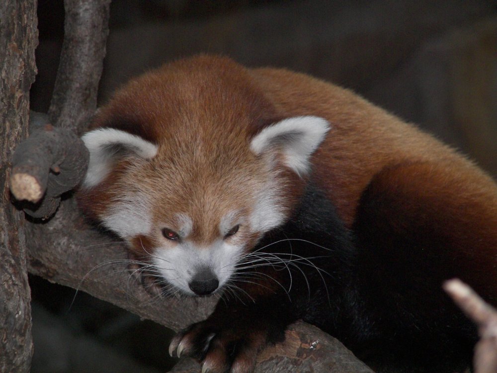 Red Panda