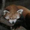 Red Panda