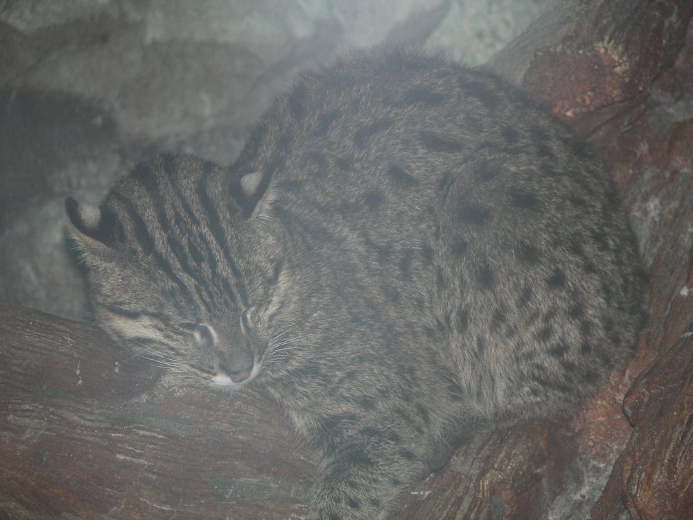 Fishing Cat