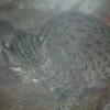 Fishing Cat