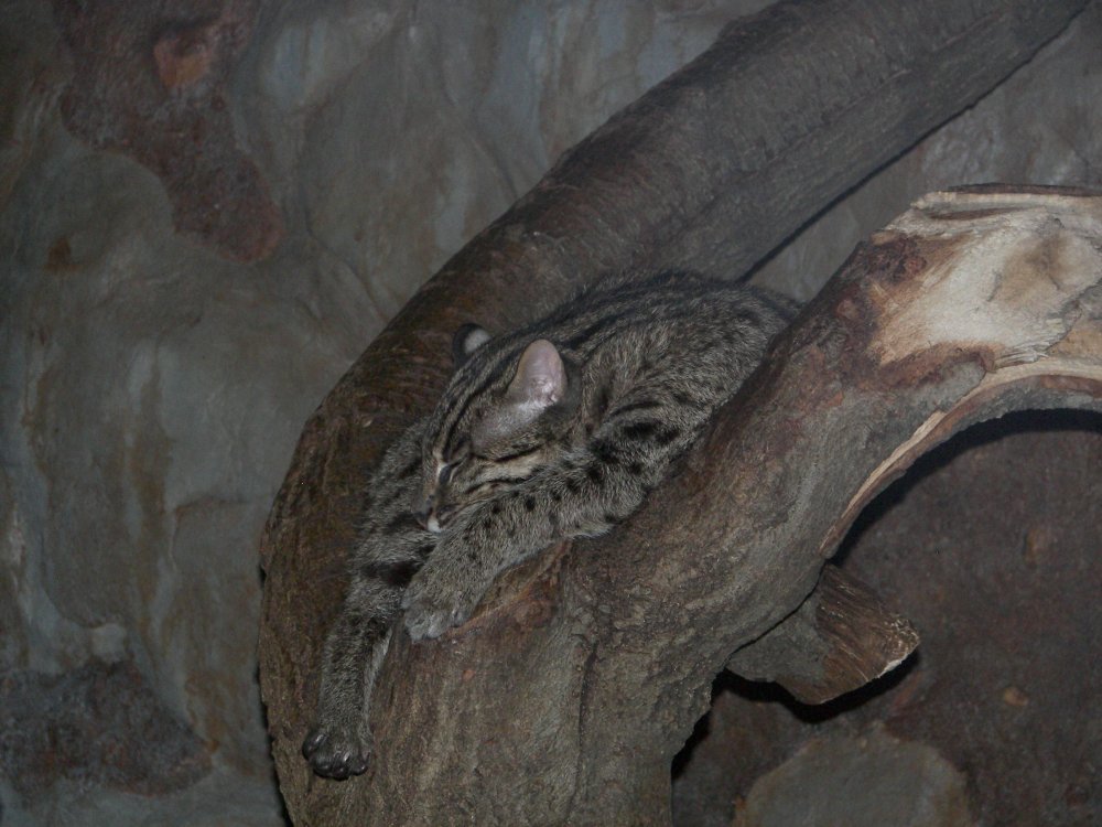 Fishing Cat