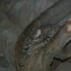 Fishing Cat