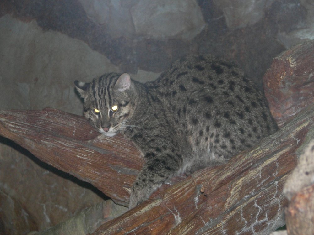 Fishing Cat