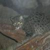 Fishing Cat