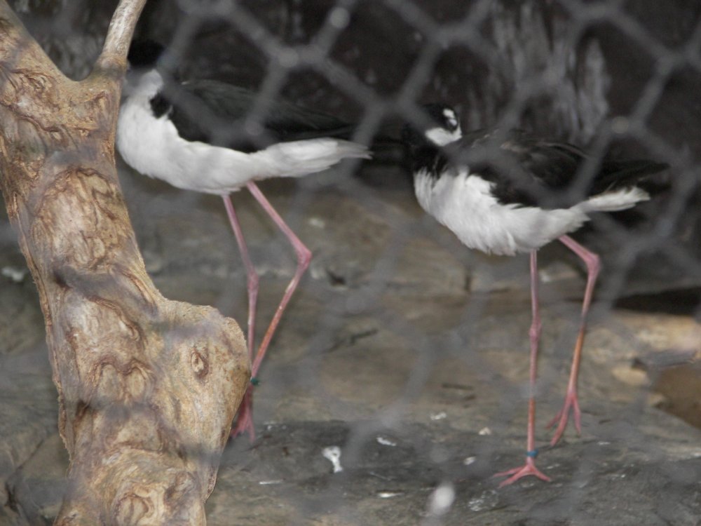 Black Necked Stilt