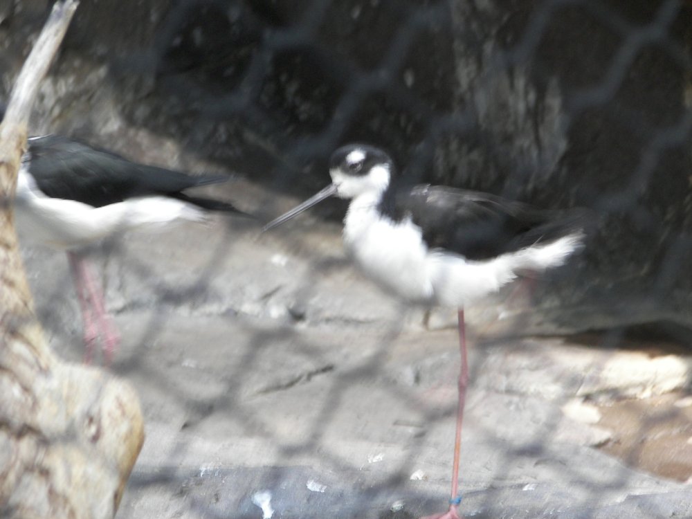 Black Necked Stilt