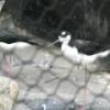 Black Necked Stilt