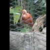 Scarlet Ibis