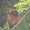 Golden Lion Tamarin